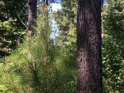 Property in Cherokee County, Texas