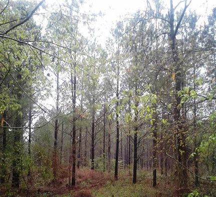 Property in Ashley County, Arkansas