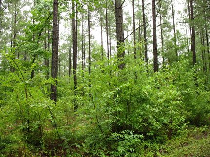 Property in Mecklenburg County, Virginia