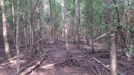 Property in Wilcox County, Georgia