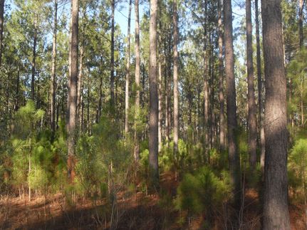 Property in Dooly County, Georgia