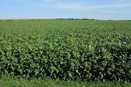 Property in Ford County, Illinois