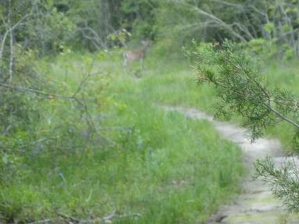 Property in Limestone County, Texas