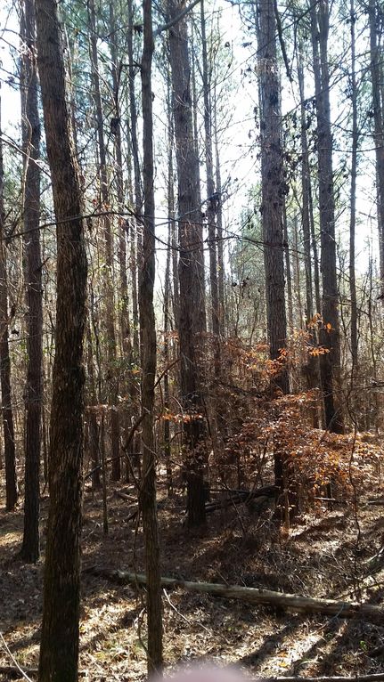 Property in Walker County, Alabama