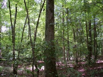 Property in Nevada County, Arkansas