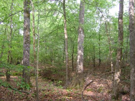 Property in Lafayette County, Arkansas