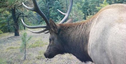 Property in Custer County, Colorado