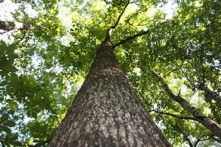 Property in Tippah County, Mississippi