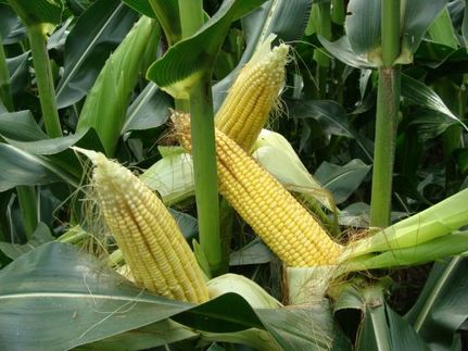 Property in Grundy County, Illinois