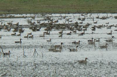 Property in Brazoria County, Texas