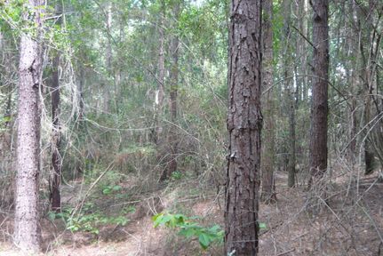 Property in Covington County, Alabama