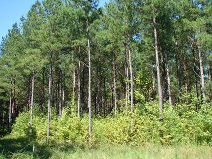 Property in McNairy County, Tennessee