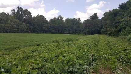 Property in Hardeman County, Tennessee