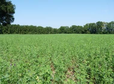 Property in Bamberg County, South Carolina