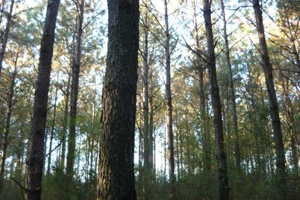 Property in Covington County, Alabama