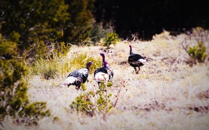 Property in Las Animas County, Colorado