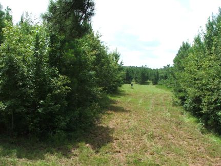 Property in Allendale County, South Carolina