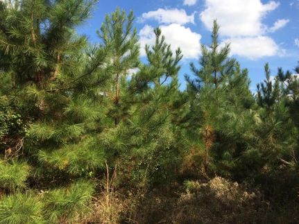 Property in Hempstead County, Arkansas