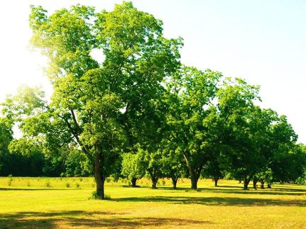 Property in Emanuel County, Georgia