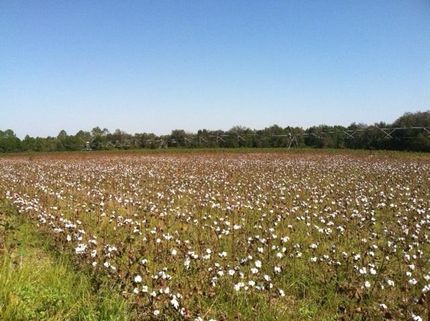 Property in Wilcox County, Georgia