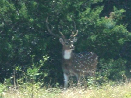 Property in Sutton County, Texas