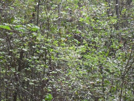 Property in Wilcox County, Alabama