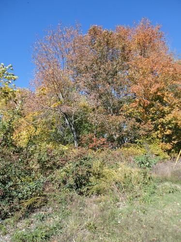 Property in Wilson County, Tennessee