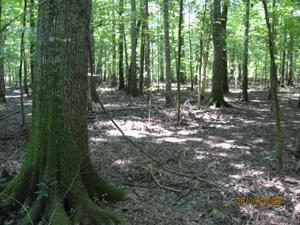 Property in Nevada County, Arkansas