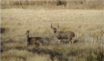 Property in Lassen County, California