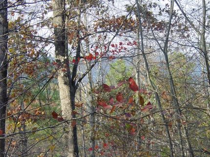 Property in Shelby County, Alabama