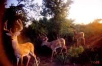 Property in Wichita County, Texas