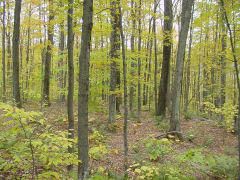 Property in Orange County, Vermont