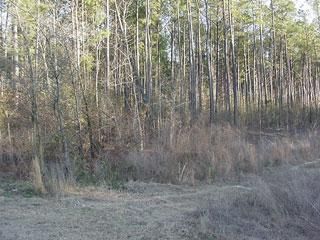 Property in Calhoun County, South Carolina