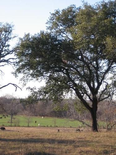 Property in Bell County, Texas
