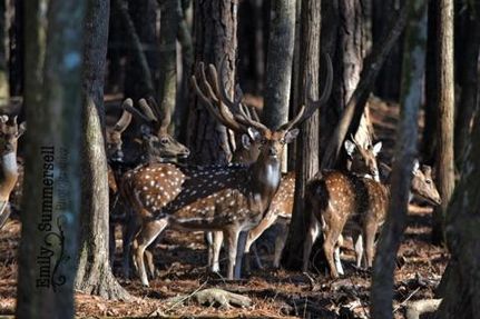 Property in George County, Mississippi
