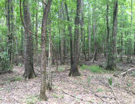 Property in Greene County, Alabama