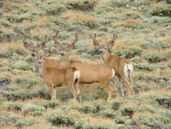 Property in Kern County, California