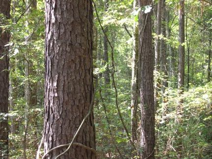 Property in Saline County, Arkansas