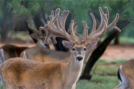 Property in Fisher County, Texas