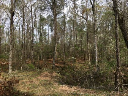 Property in Lee County, Alabama