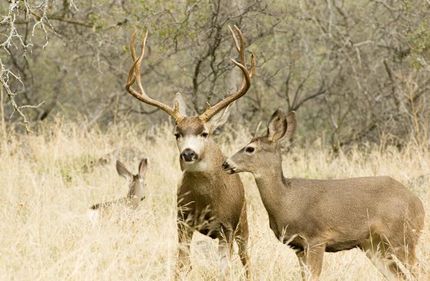 Property in San Bernardino County, California