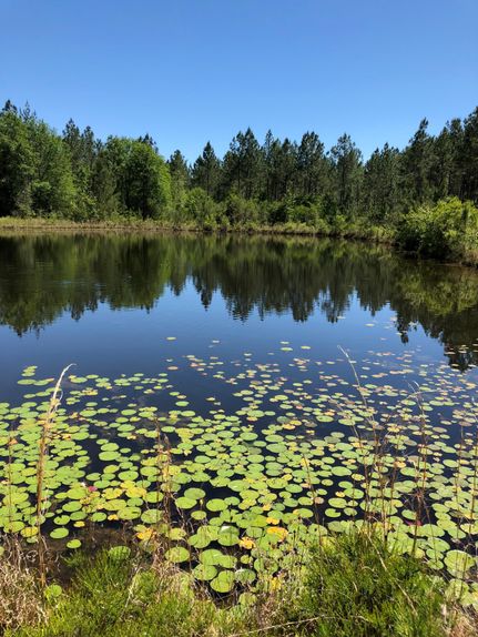 Property in Greene County, Mississippi