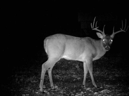 Property in Webster County, Missouri