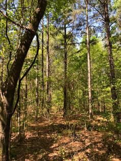 Property in Claiborne Parish, Louisiana