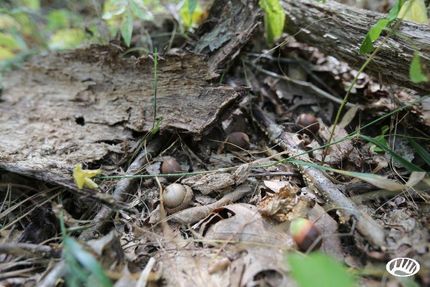 Property in Shelby County, Missouri