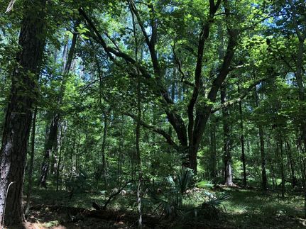 Property in Hampton County, South Carolina