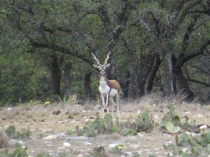 Property in Menard County, Texas