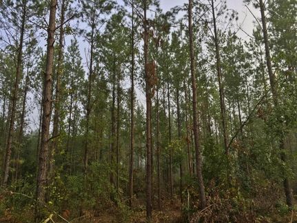 Property in Washington County, Alabama