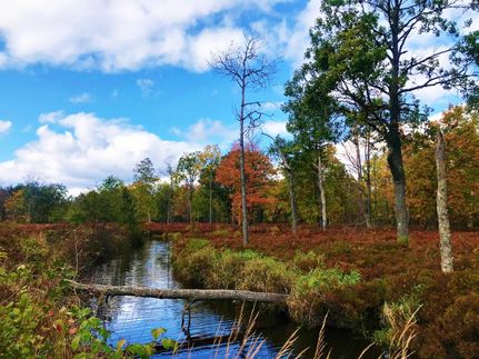 Property in Arenac County, Michigan