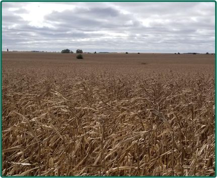 Property in Cedar County, Iowa